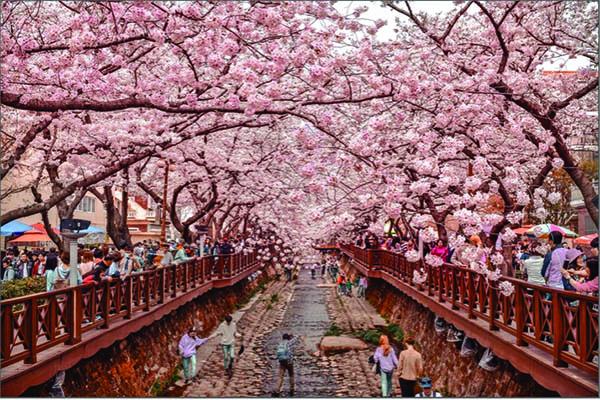 Image of people viewing cherry blossoms